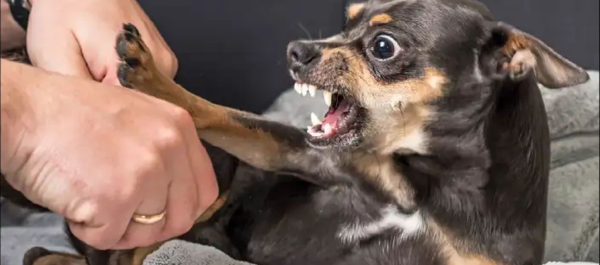 Dog Aggression