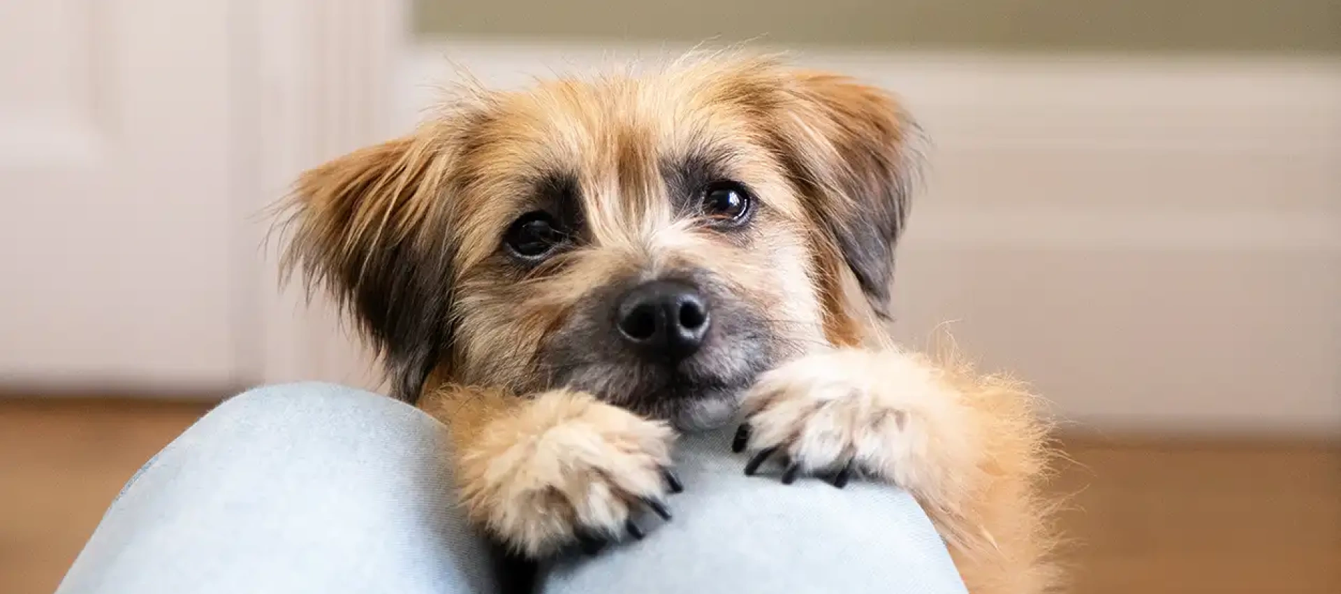 overly depndant dog