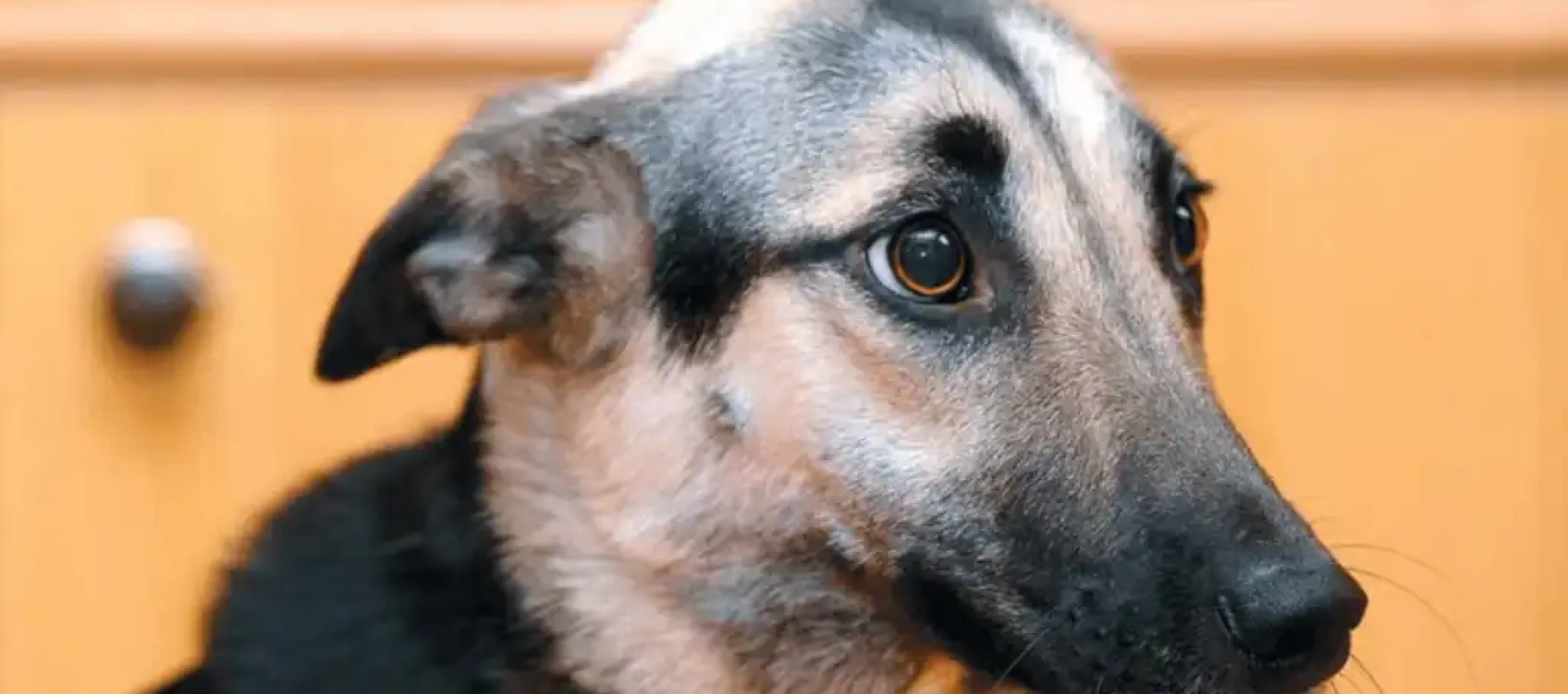 Anxiety in dogs