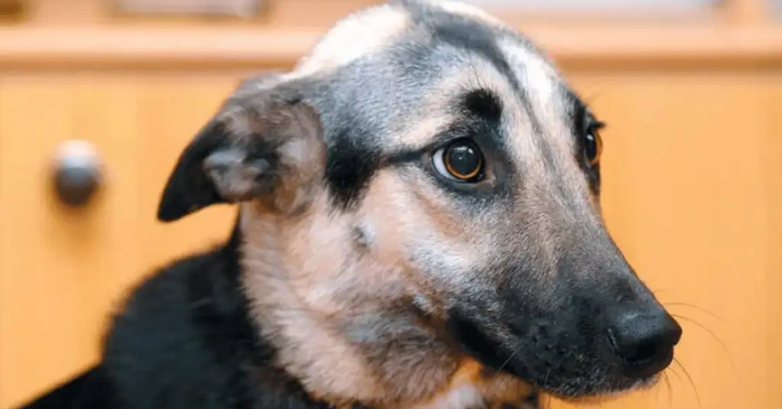 Anxiety in dogs
