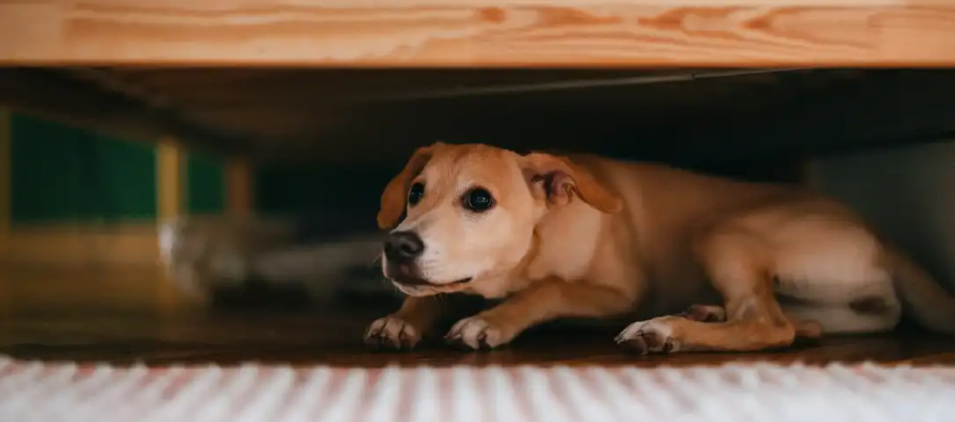 Scared dog