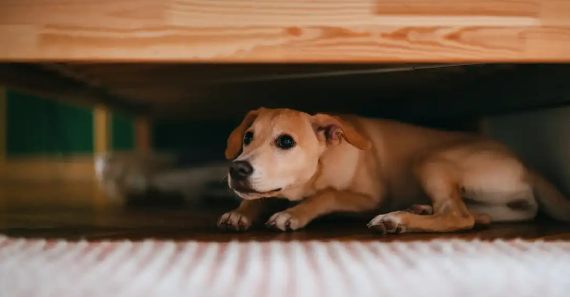 Scared dog