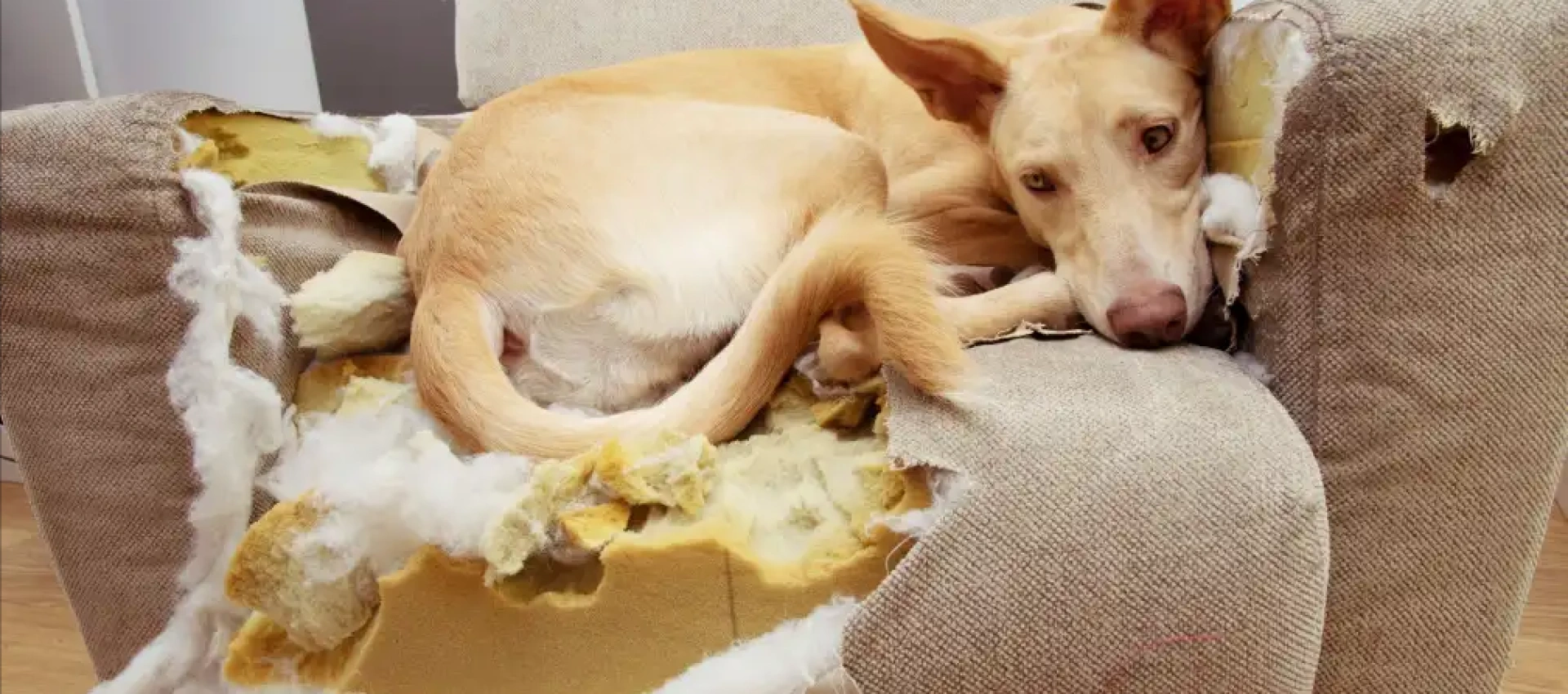 Seperation Stress Dog