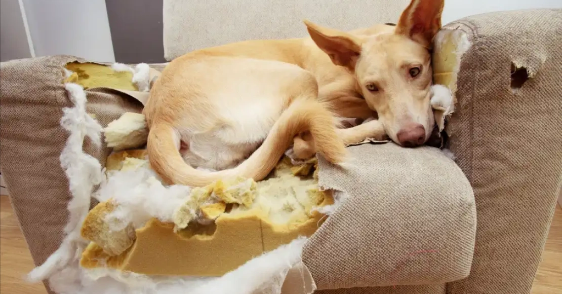 Seperation Stress Dog