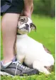 anxiousdog