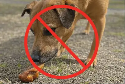 Dog Training Poison Bait Avoidance